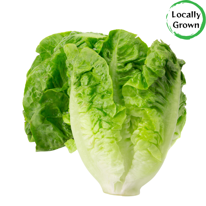 Lettuce Baby Cos (ea)