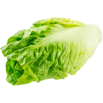 Lettuce Baby Cos (ea)