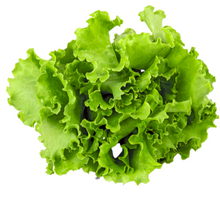 Load image into Gallery viewer, Lettuce Green Oak (ea)